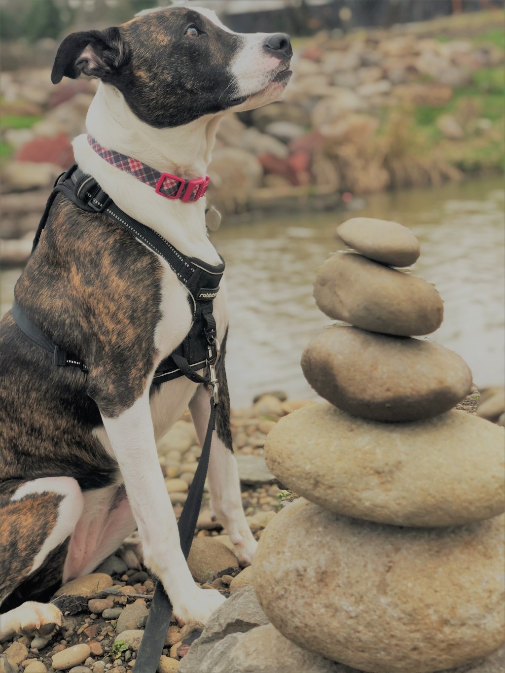 Reading The Bliss Between A Rock &&nbsp;Dog
