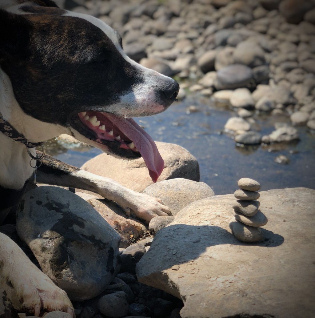 Like A Dog Sh!tting On&nbsp;Rocks